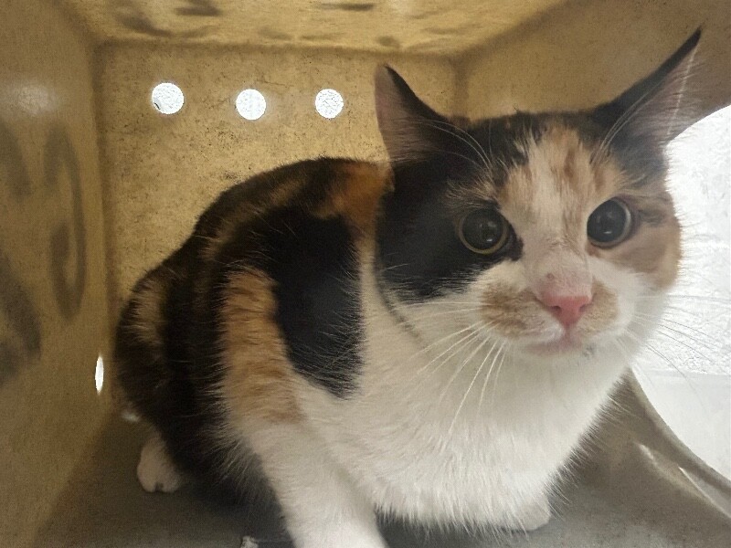 Picture of the Animal Listed