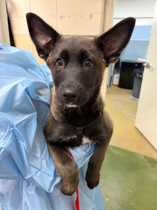 Picture of the Animal Listed