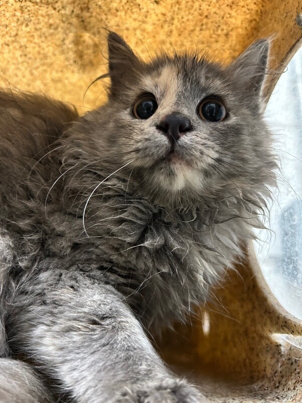 Picture of the Animal Listed