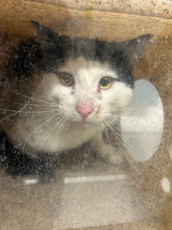 Picture of the Animal Listed