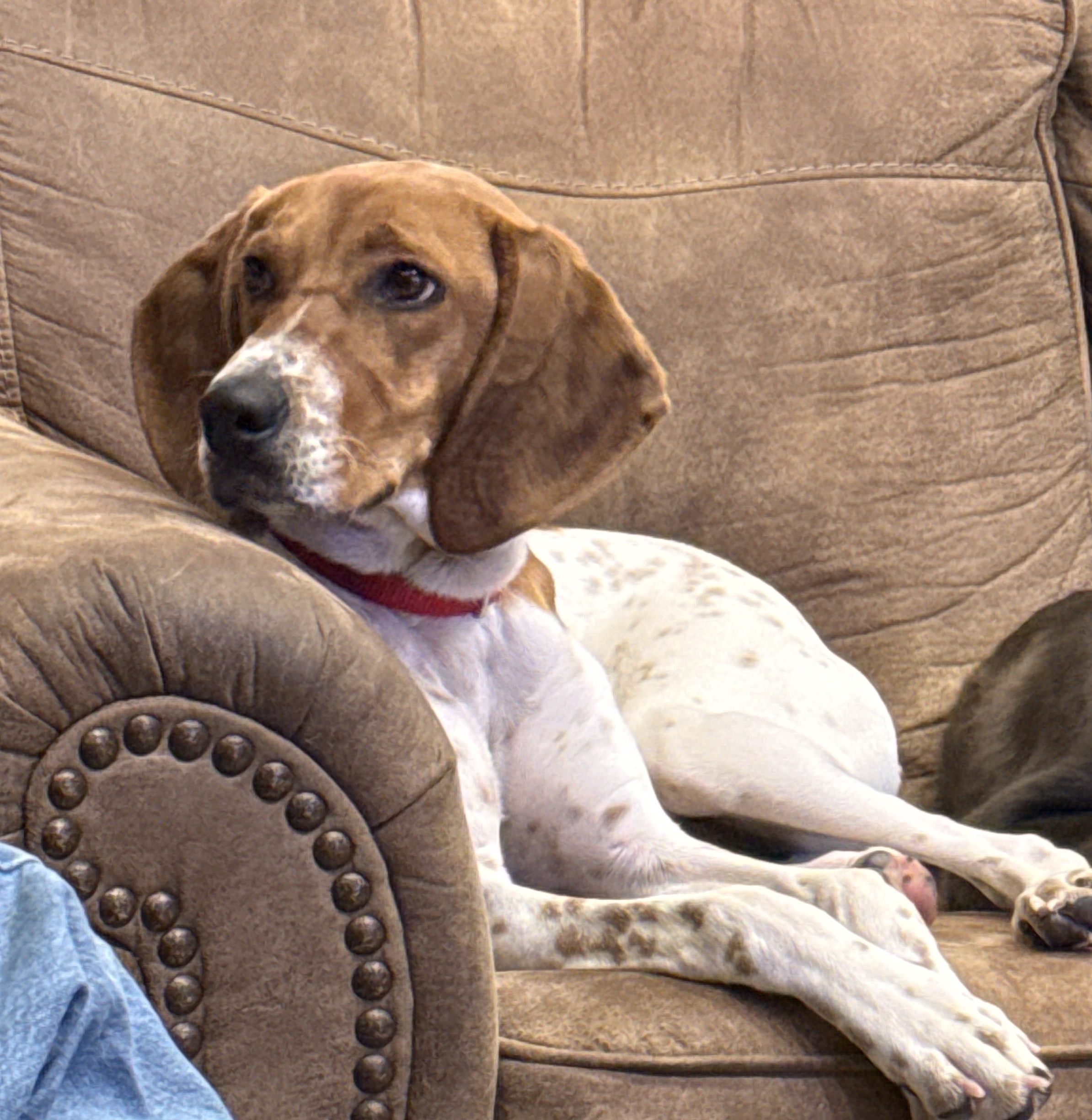 Picture of the Animal Listed