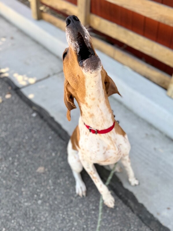 Picture of the Animal Listed