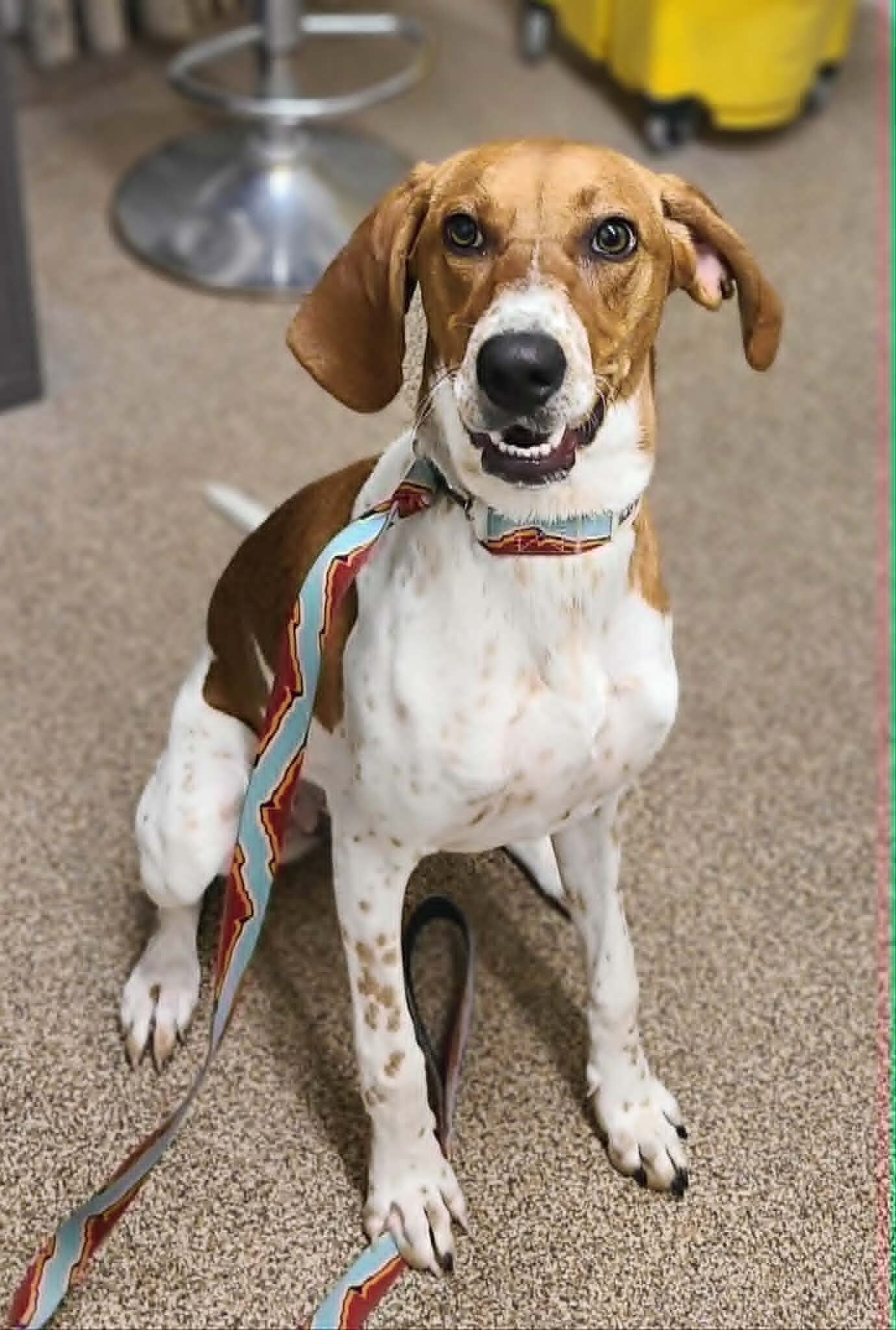 Picture of the Animal Listed