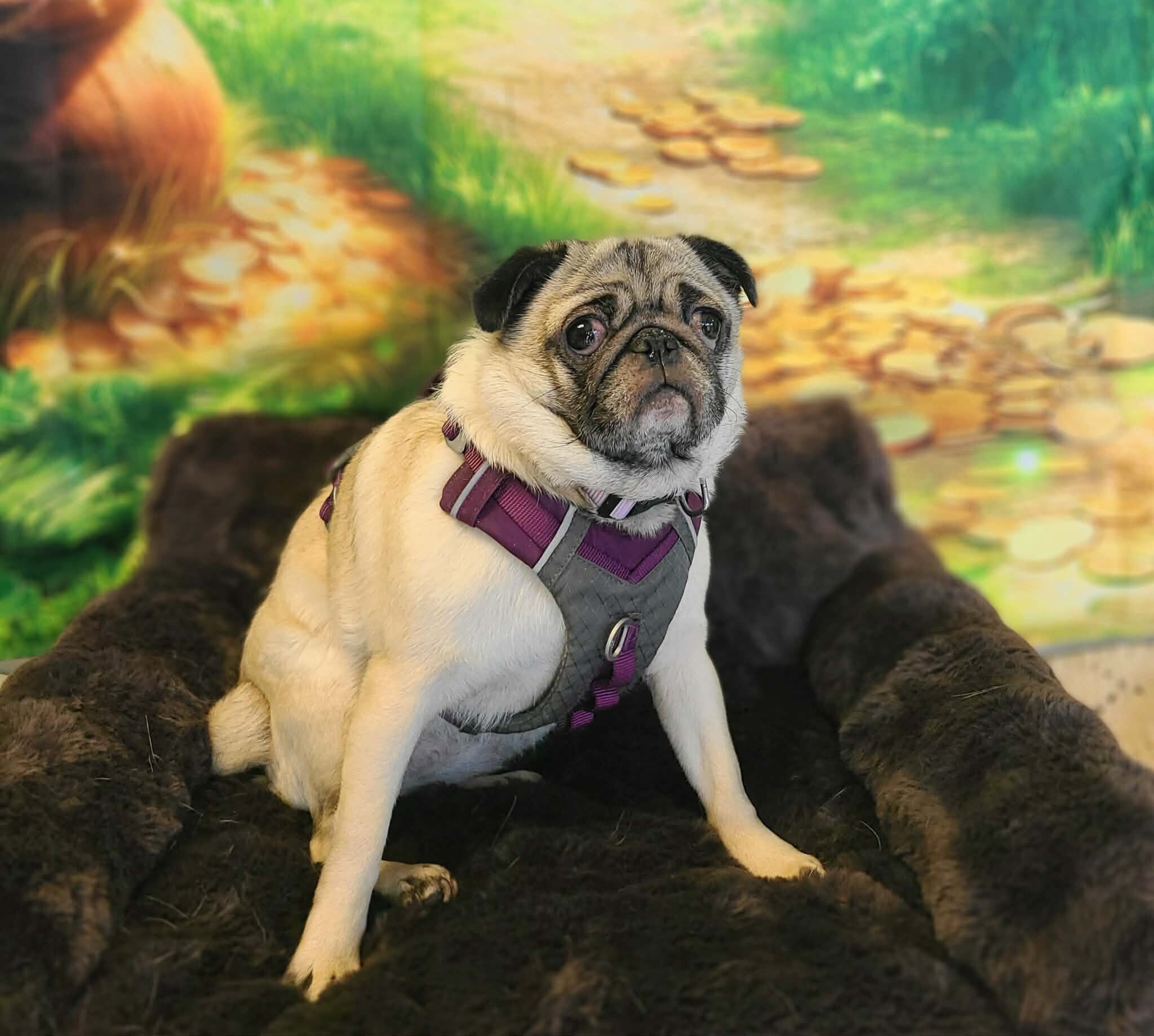 Picture of the Animal Listed