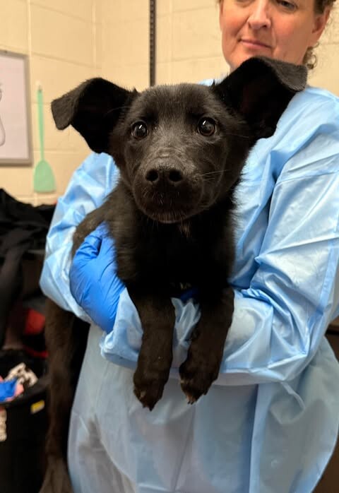 Picture of the Animal Listed