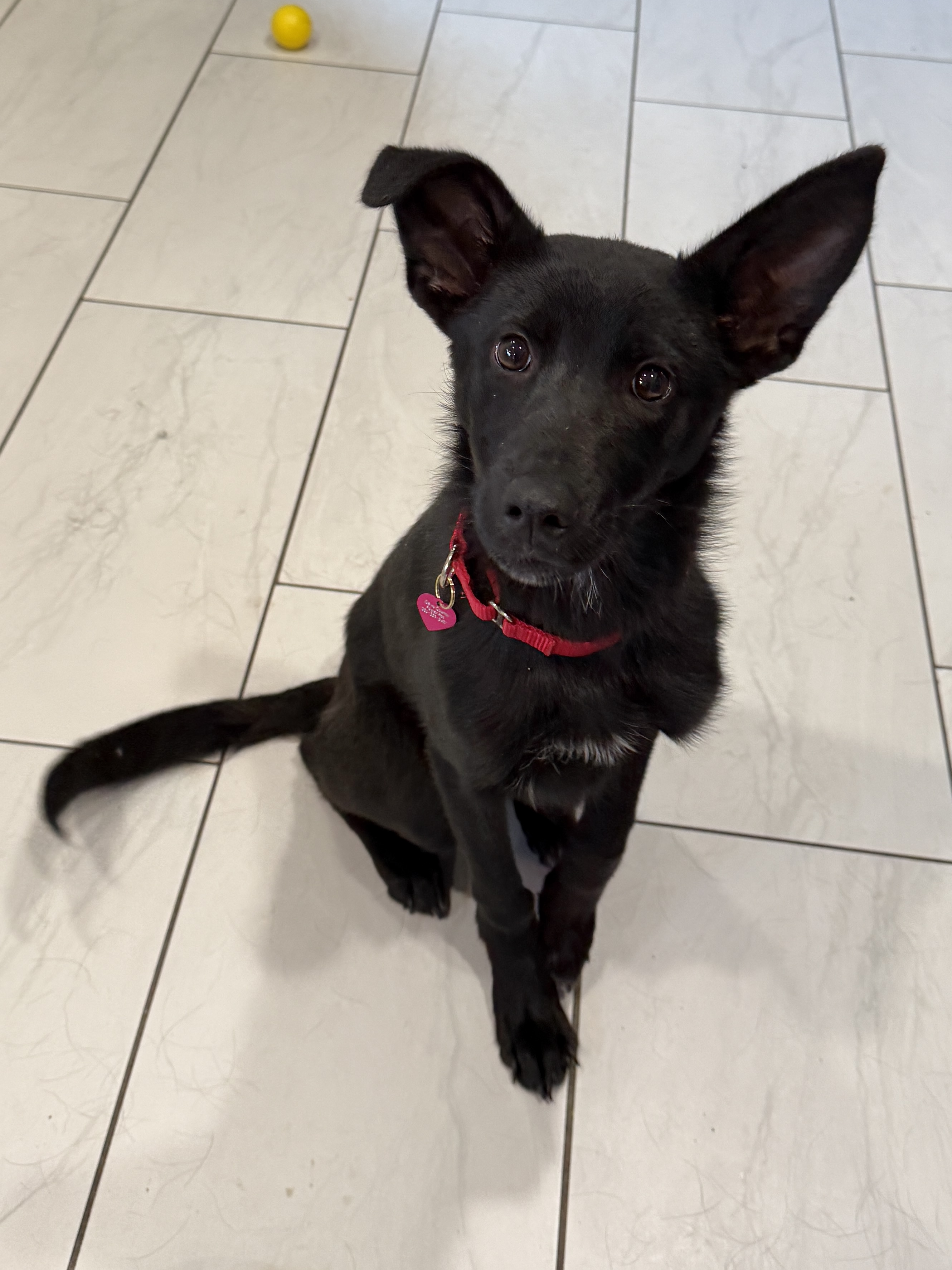 Picture of the Animal Listed