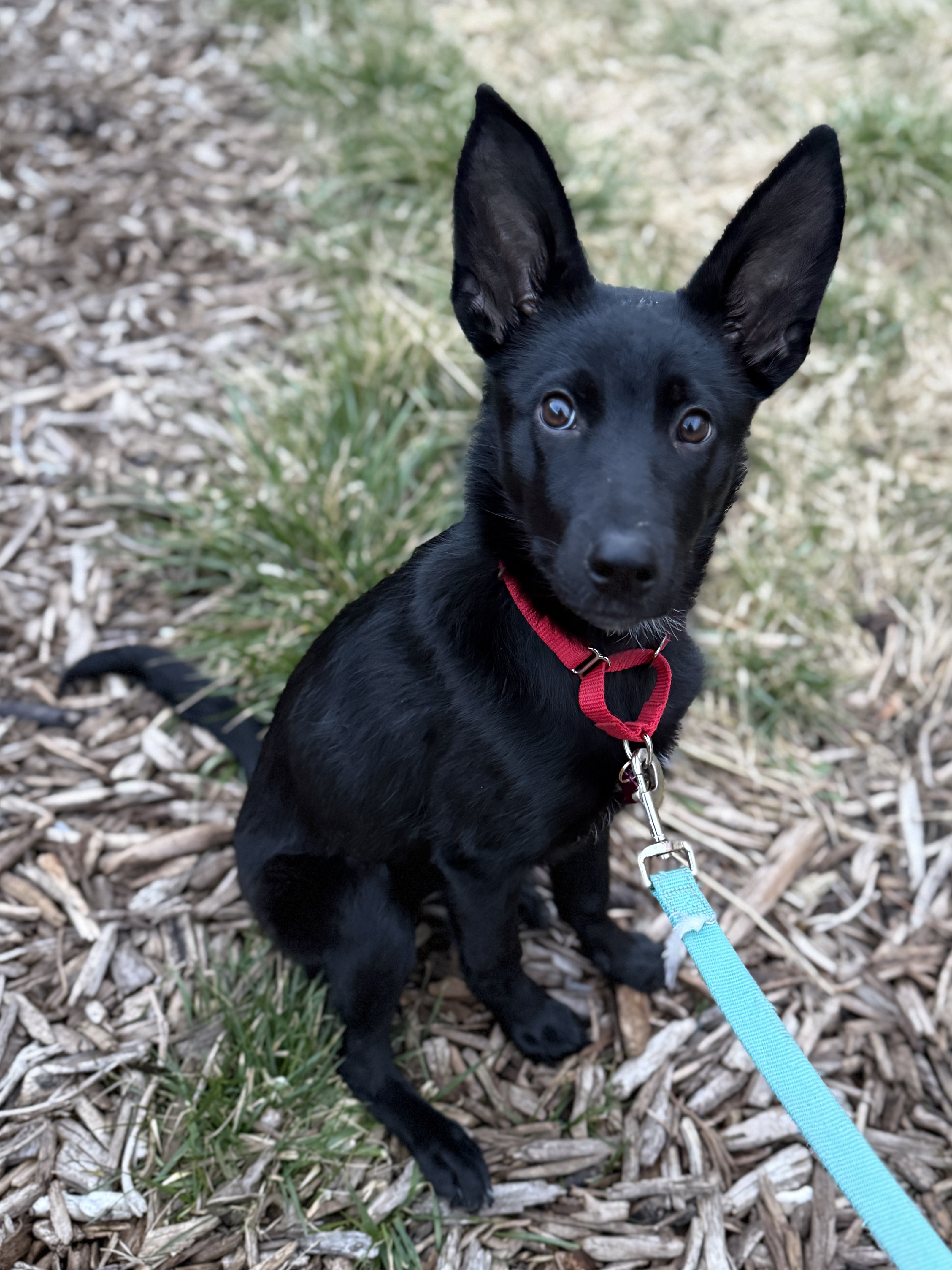 Picture of the Animal Listed