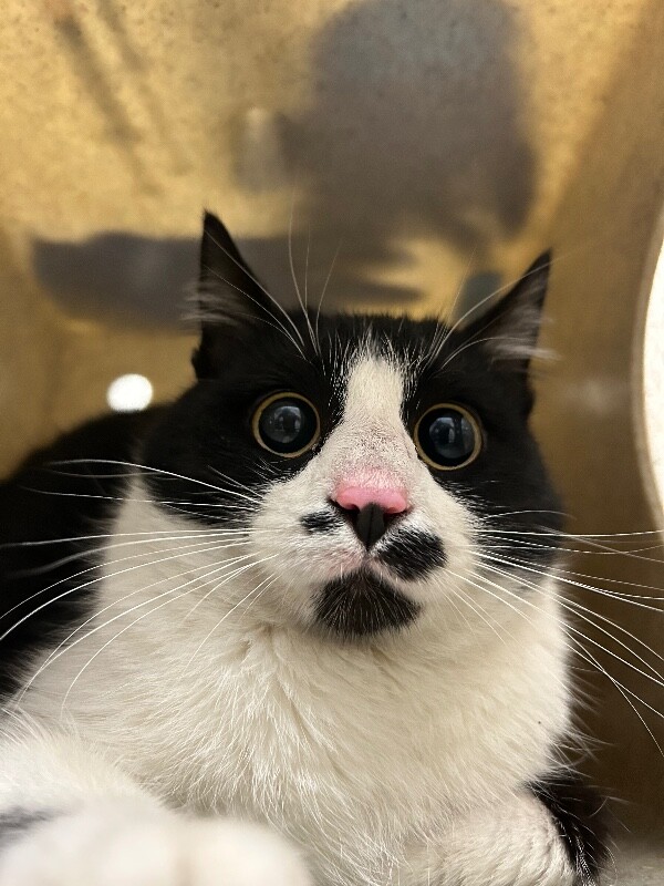 Picture of the Animal Listed