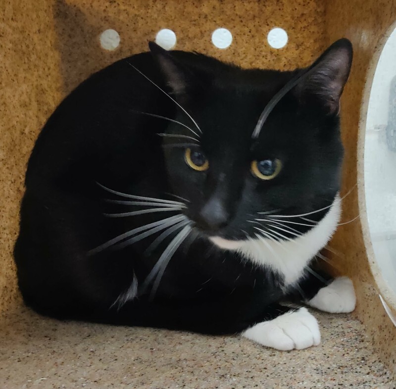 Picture of the Animal Listed