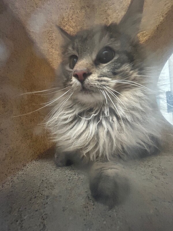 Picture of the Animal Listed