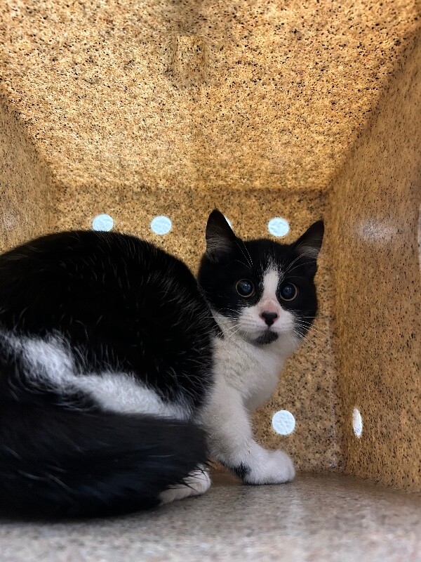 Picture of the Animal Listed