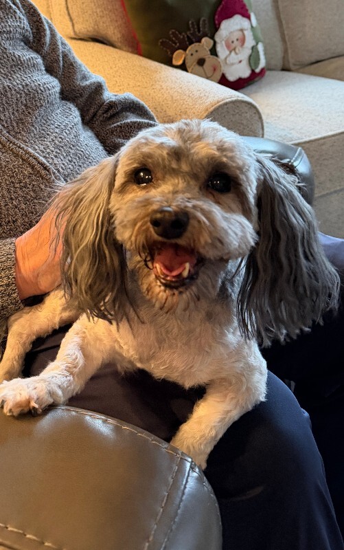 Picture of the Animal Listed