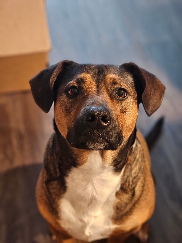 Picture of the Animal Listed