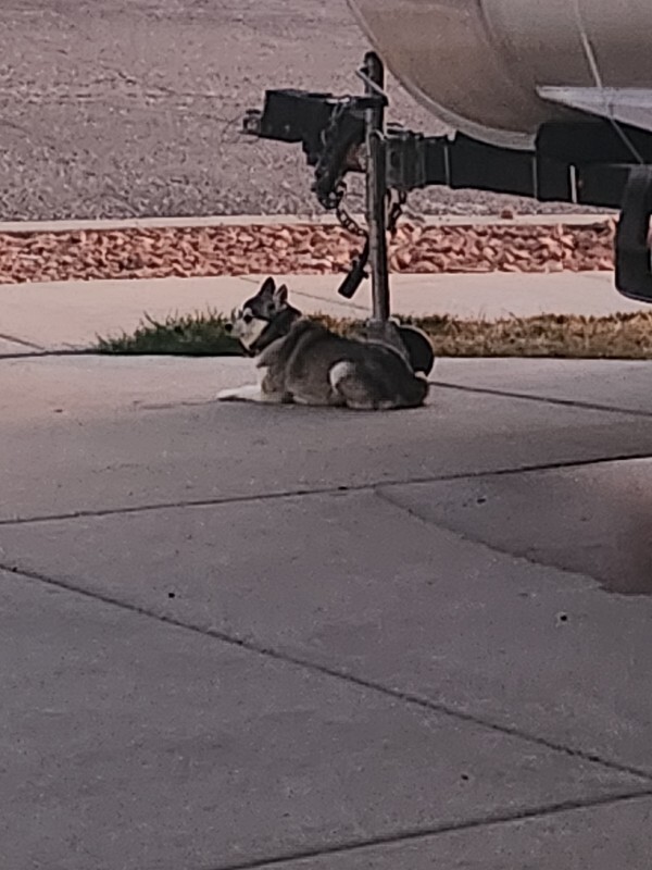 Picture of the Animal Listed