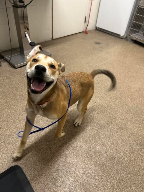 Picture of the Animal Listed