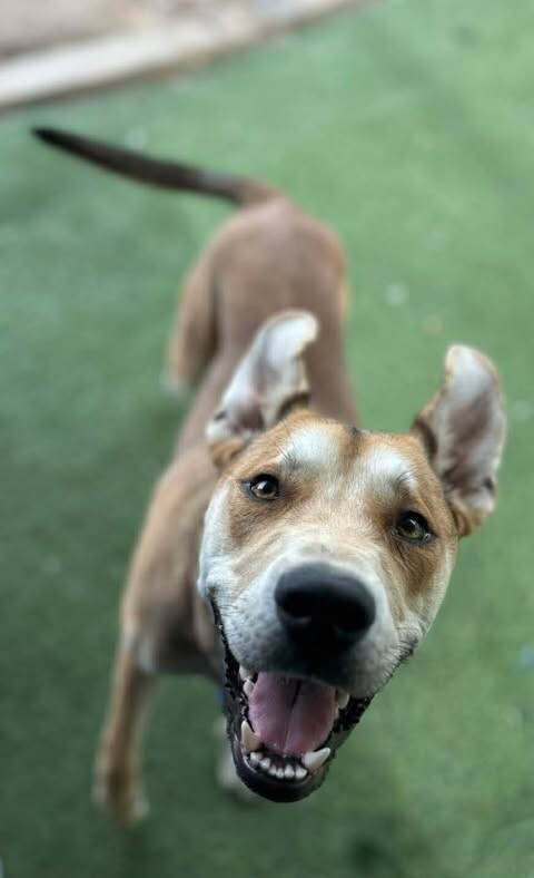 Picture of the Animal Listed