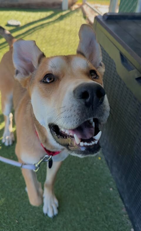 Picture of the Animal Listed