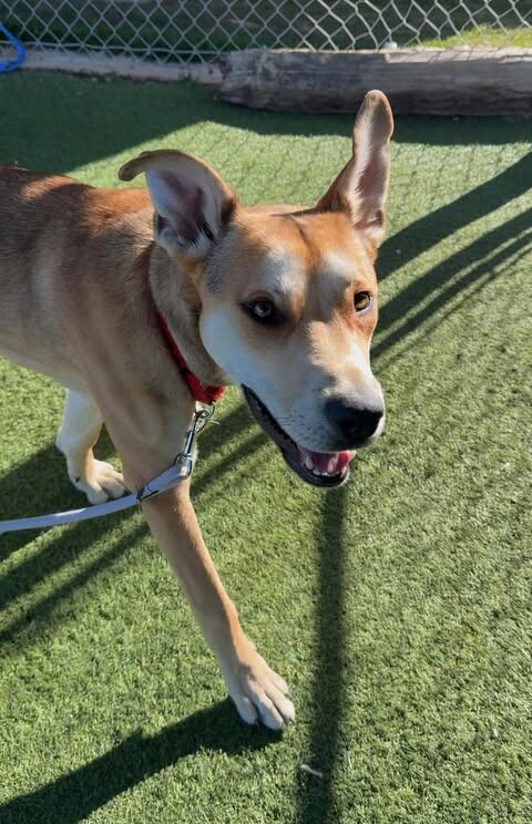 Picture of the Animal Listed