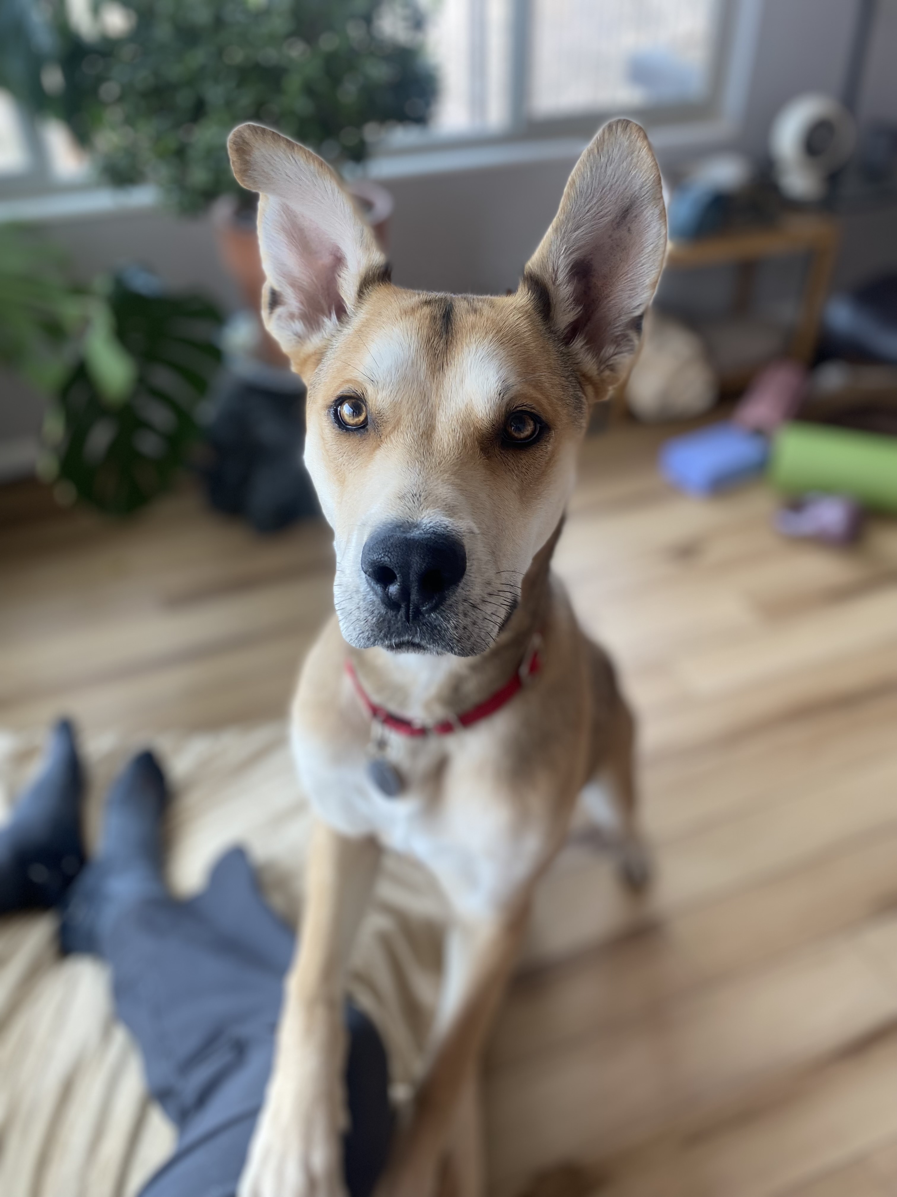 Picture of the Animal Listed