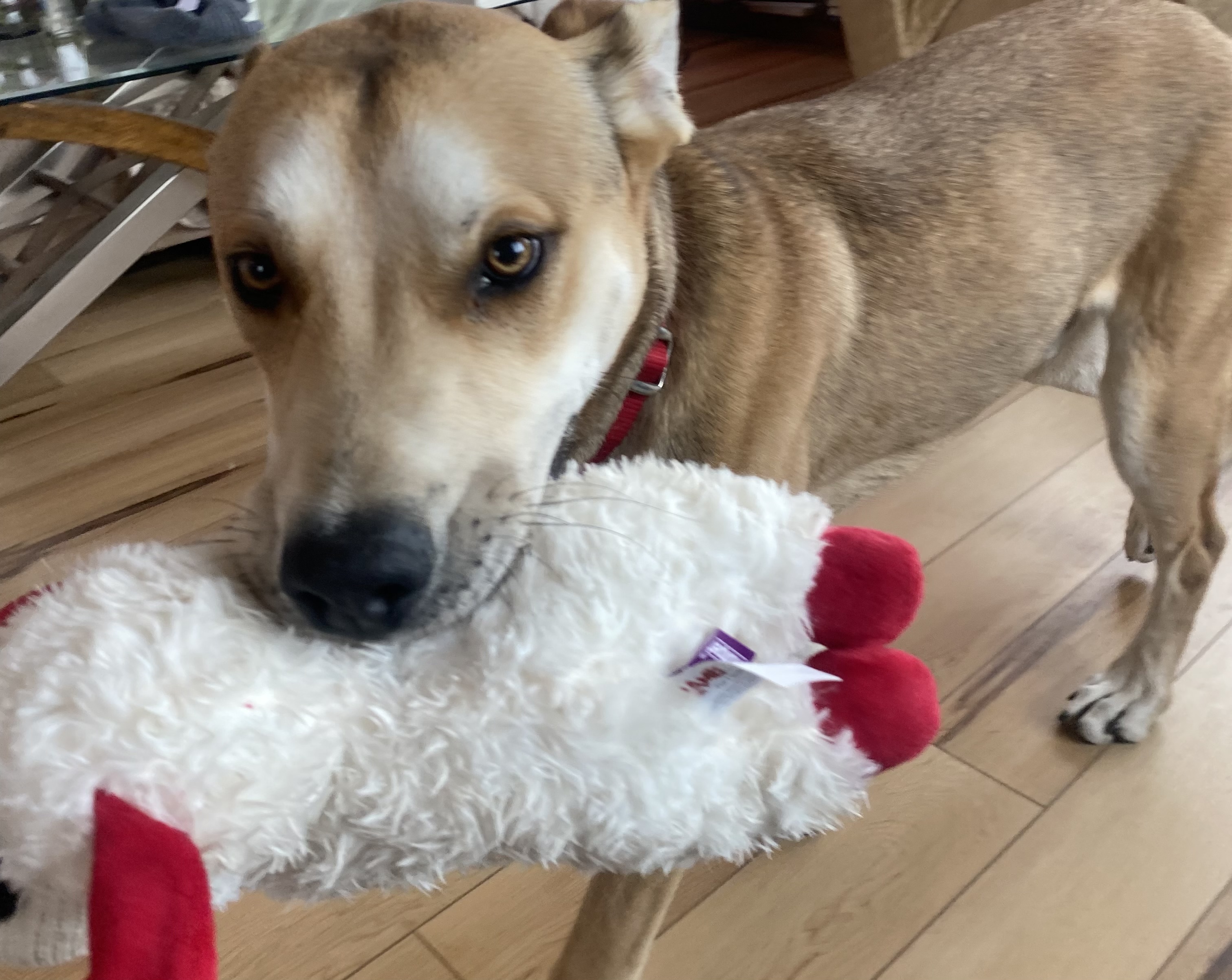 Picture of the Animal Listed