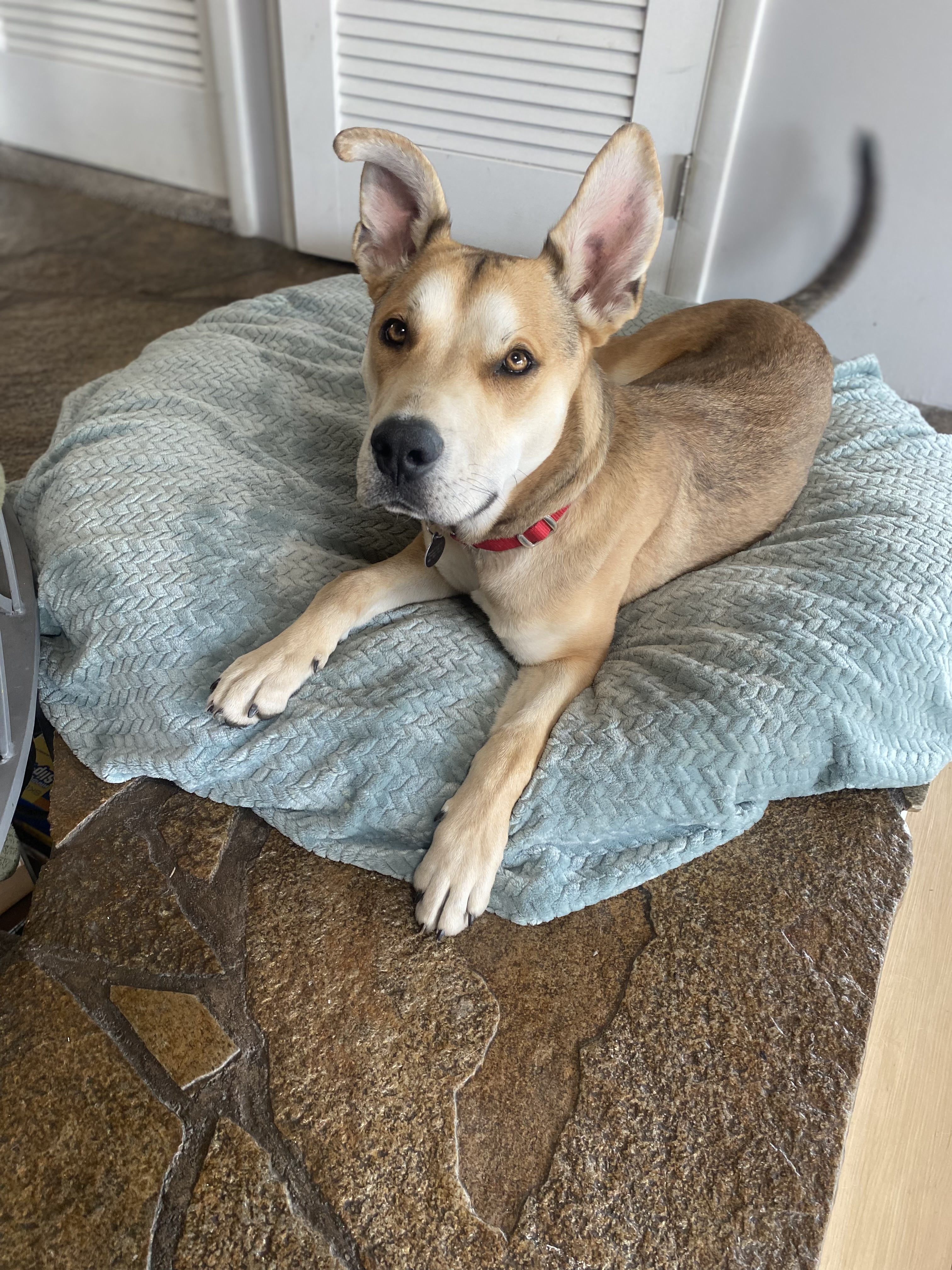 Picture of the Animal Listed