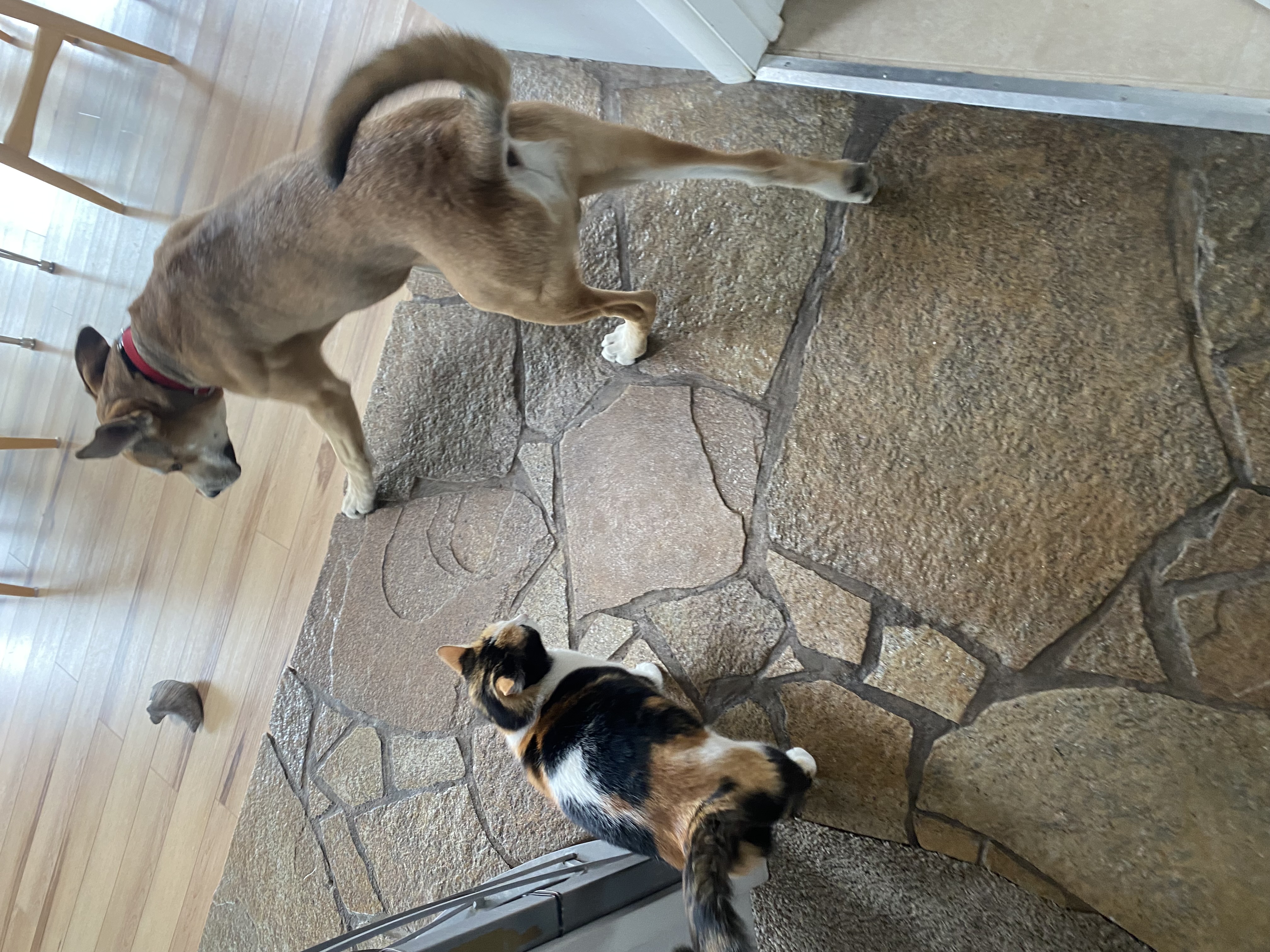 Picture of the Animal Listed