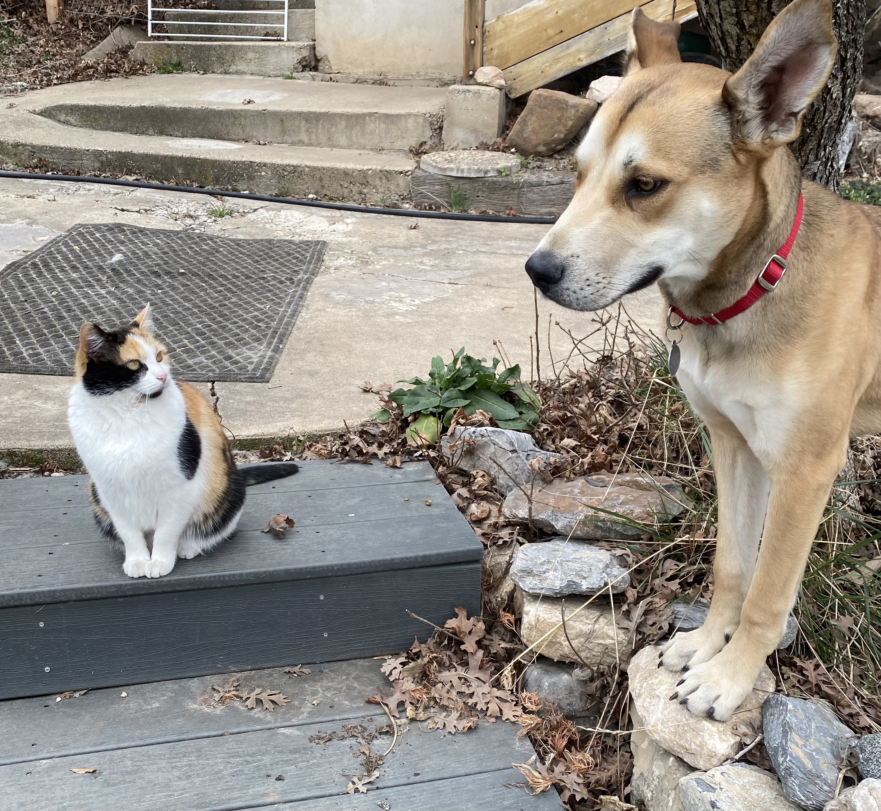 Picture of the Animal Listed