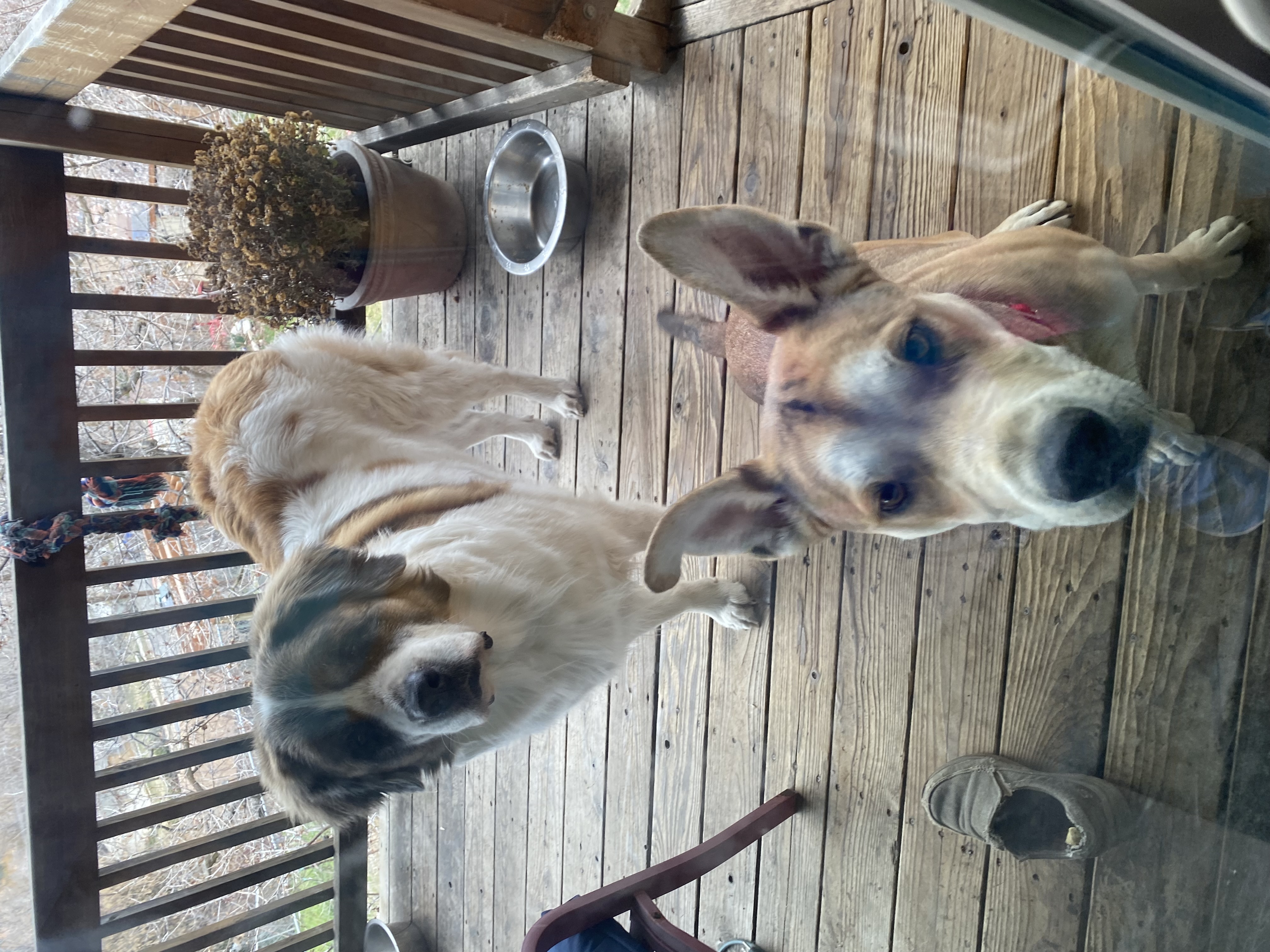 Picture of the Animal Listed