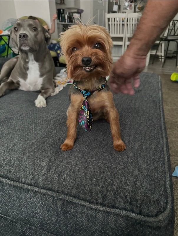 Picture of the Animal Listed