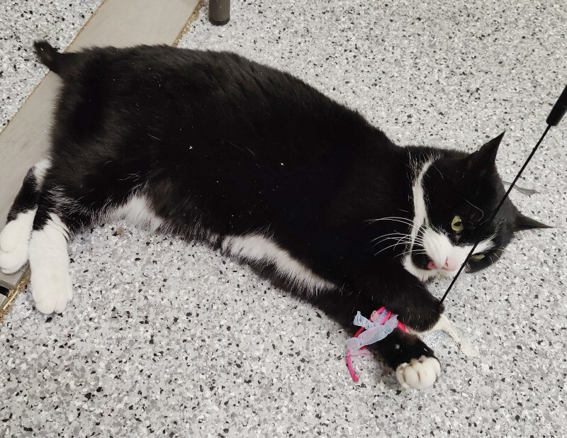 Picture of the Animal Listed