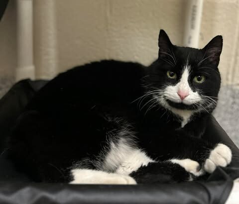 Picture of the Animal Listed