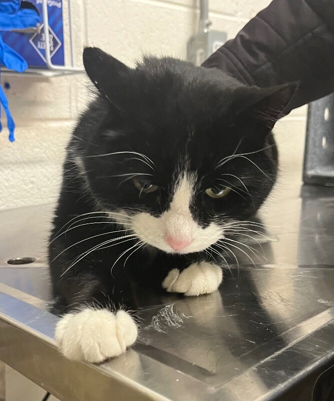 Picture of the Animal Listed