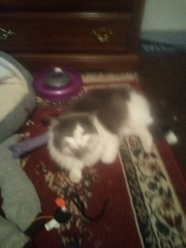 Picture of the Animal Listed