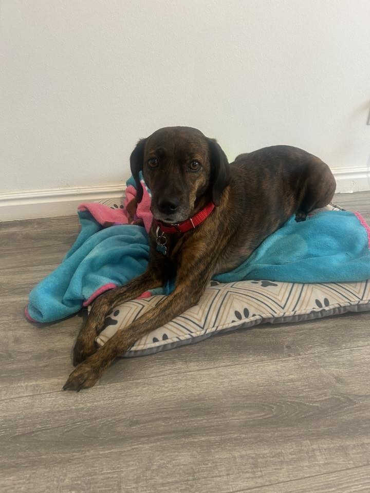 Picture of the Animal Listed