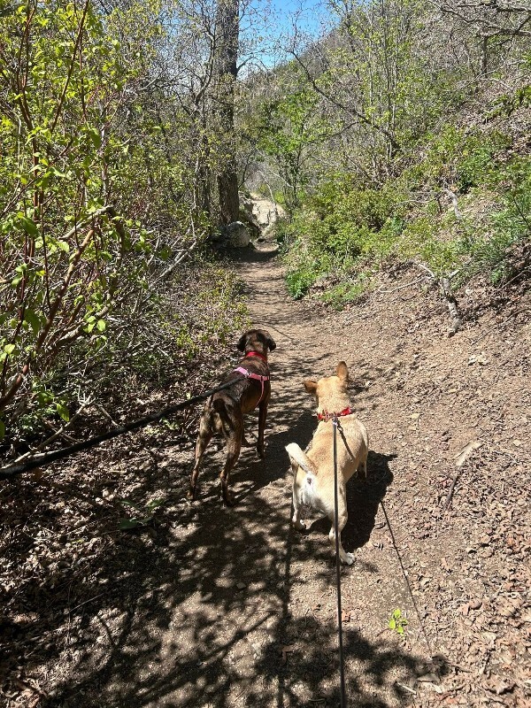 Picture of the Animal Listed