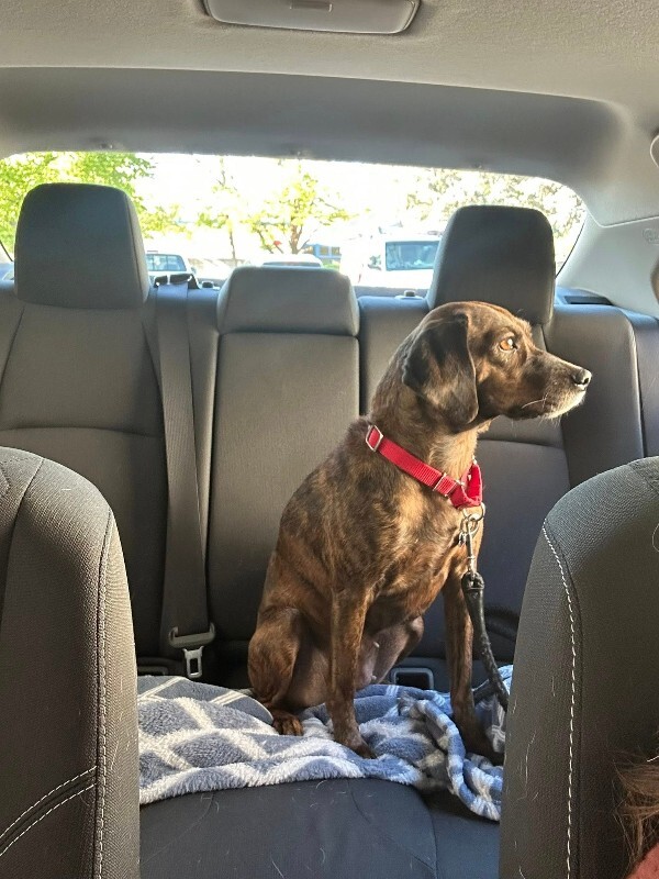 Picture of the Animal Listed