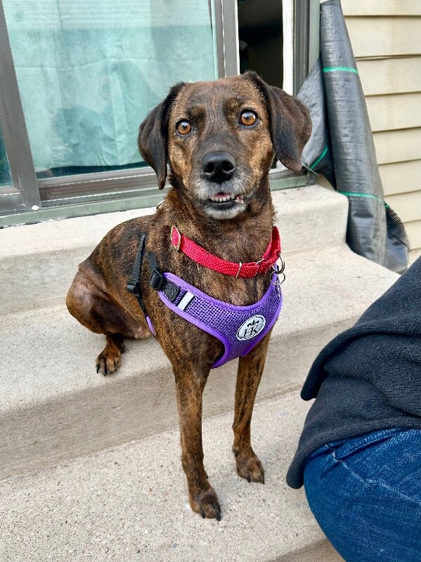 Picture of the Animal Listed