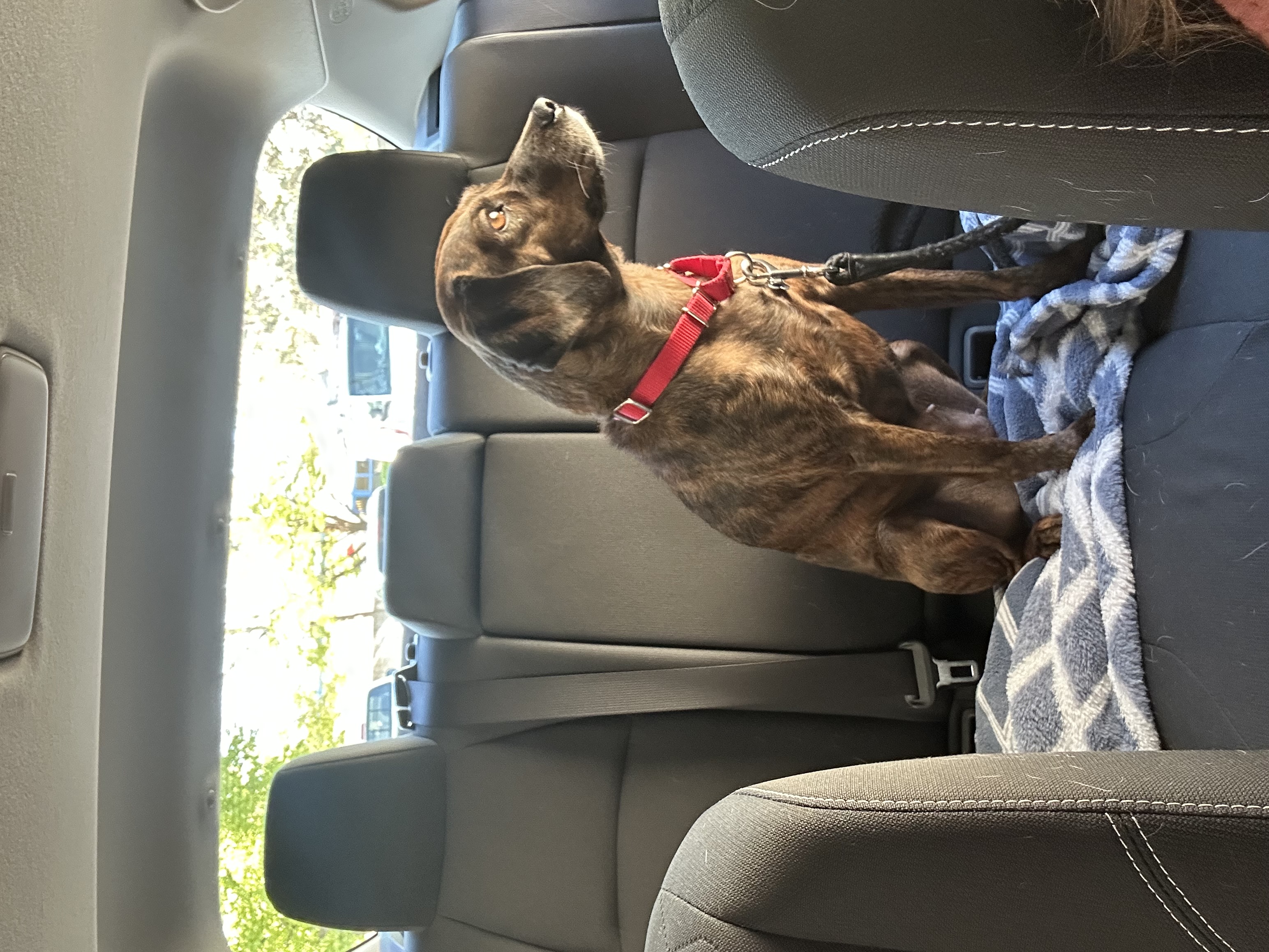 Picture of the Animal Listed