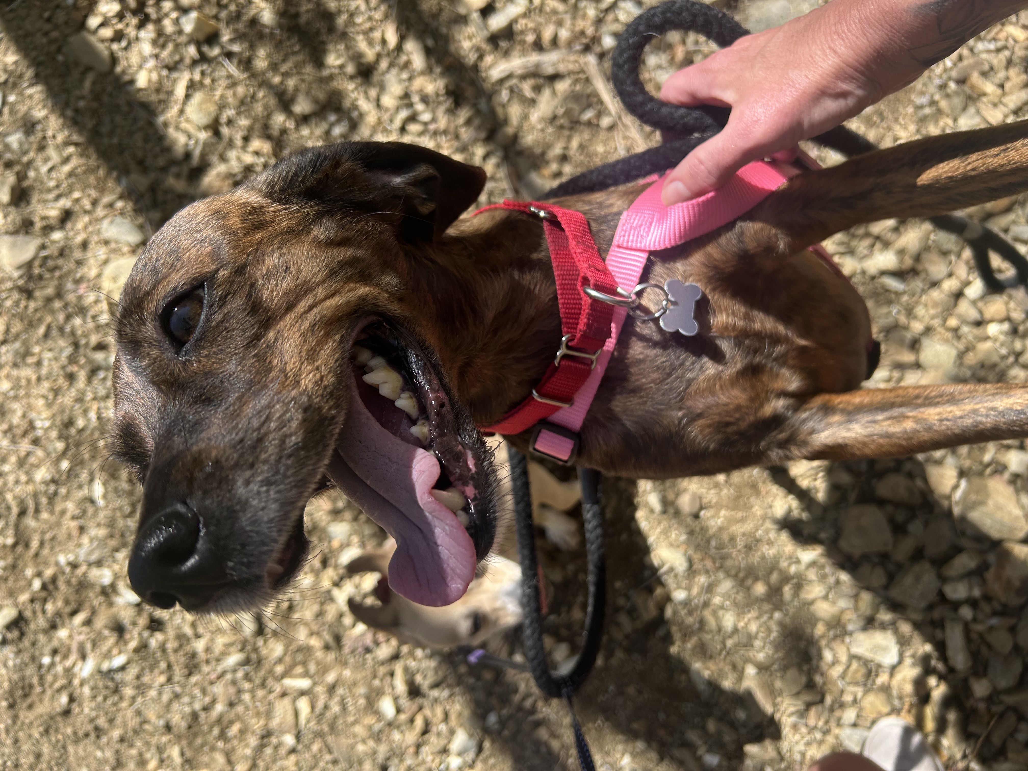 Picture of the Animal Listed