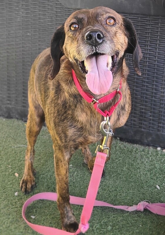 Picture of the Animal Listed