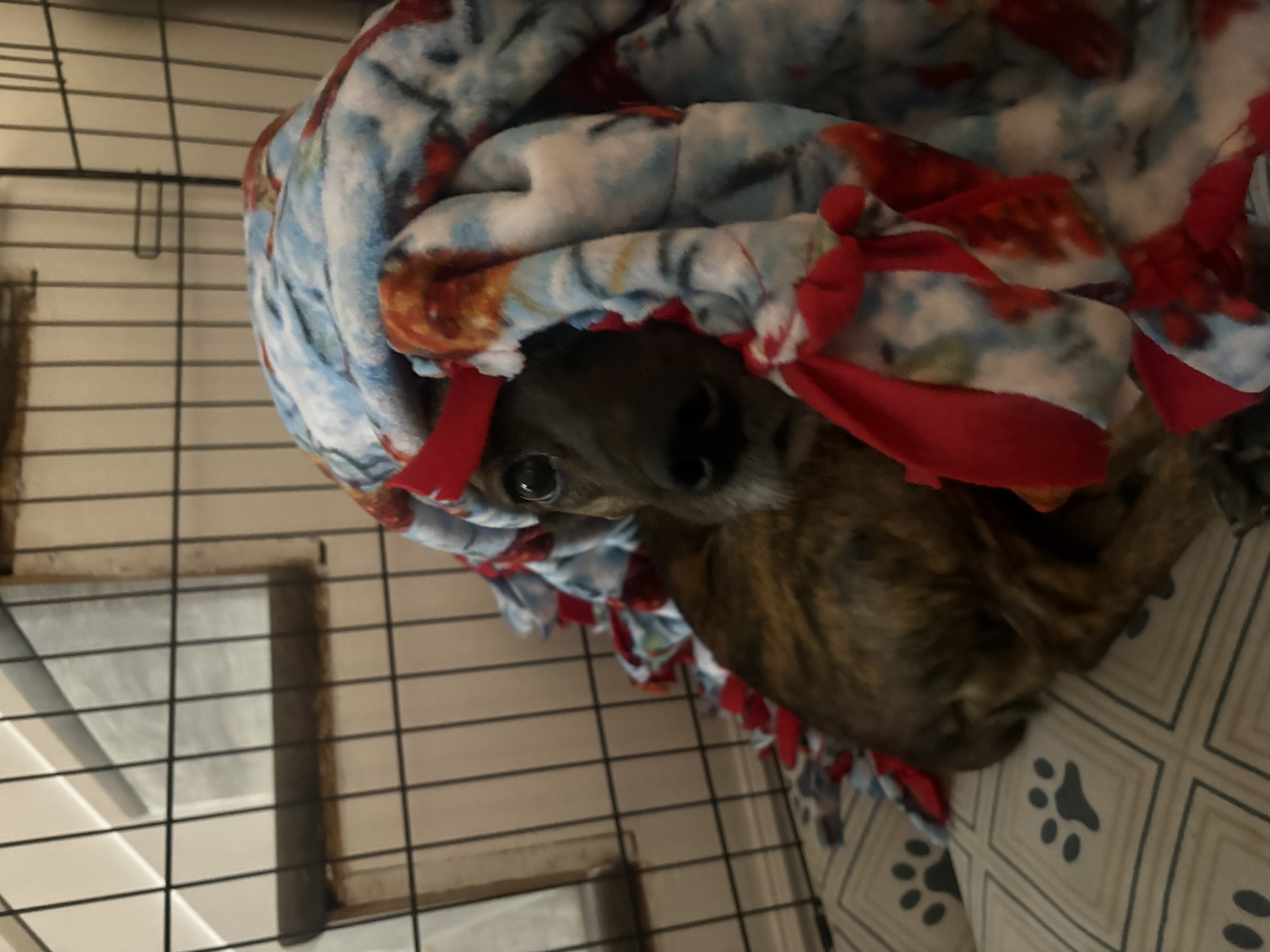 Picture of the Animal Listed