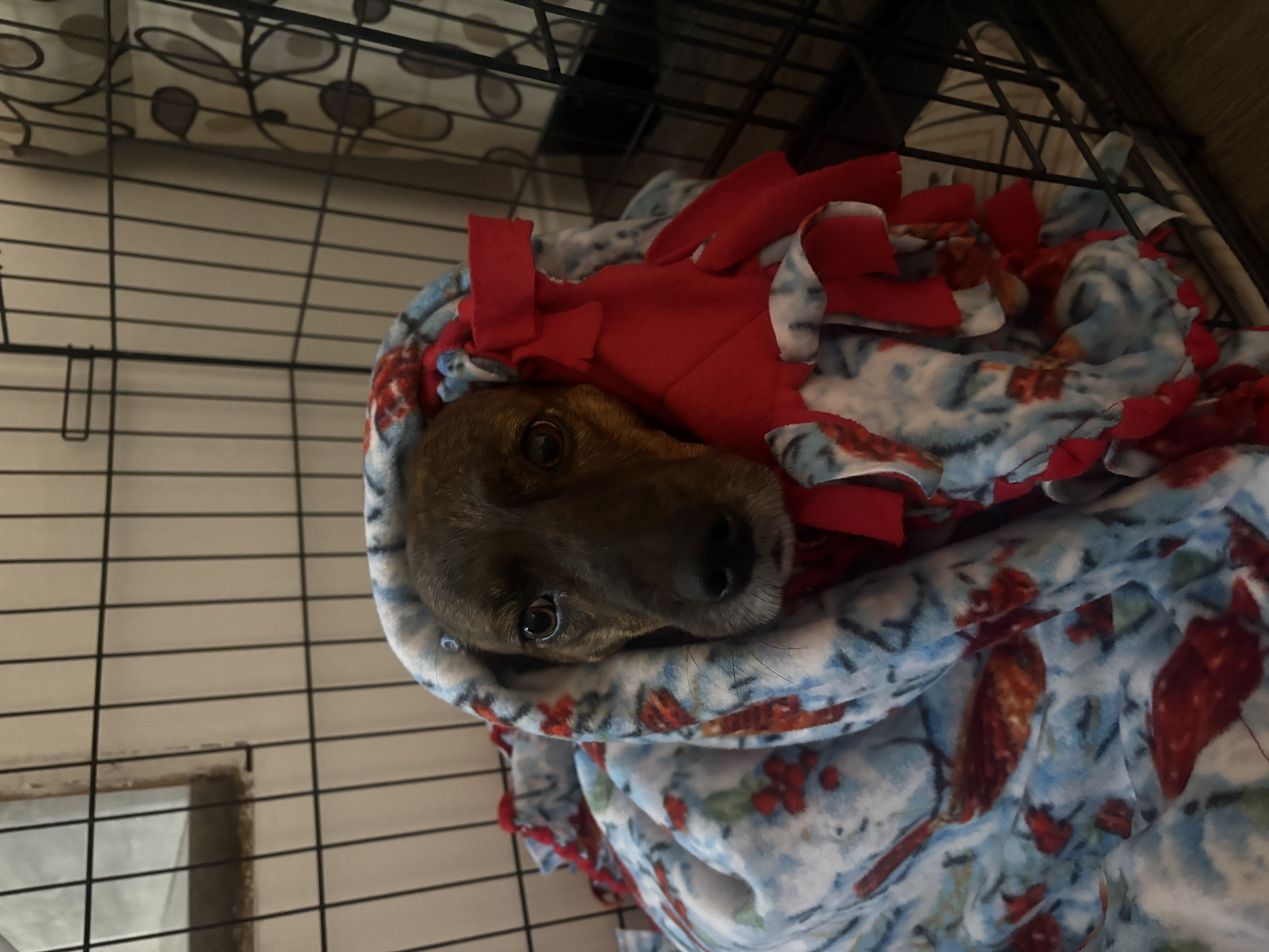 Picture of the Animal Listed