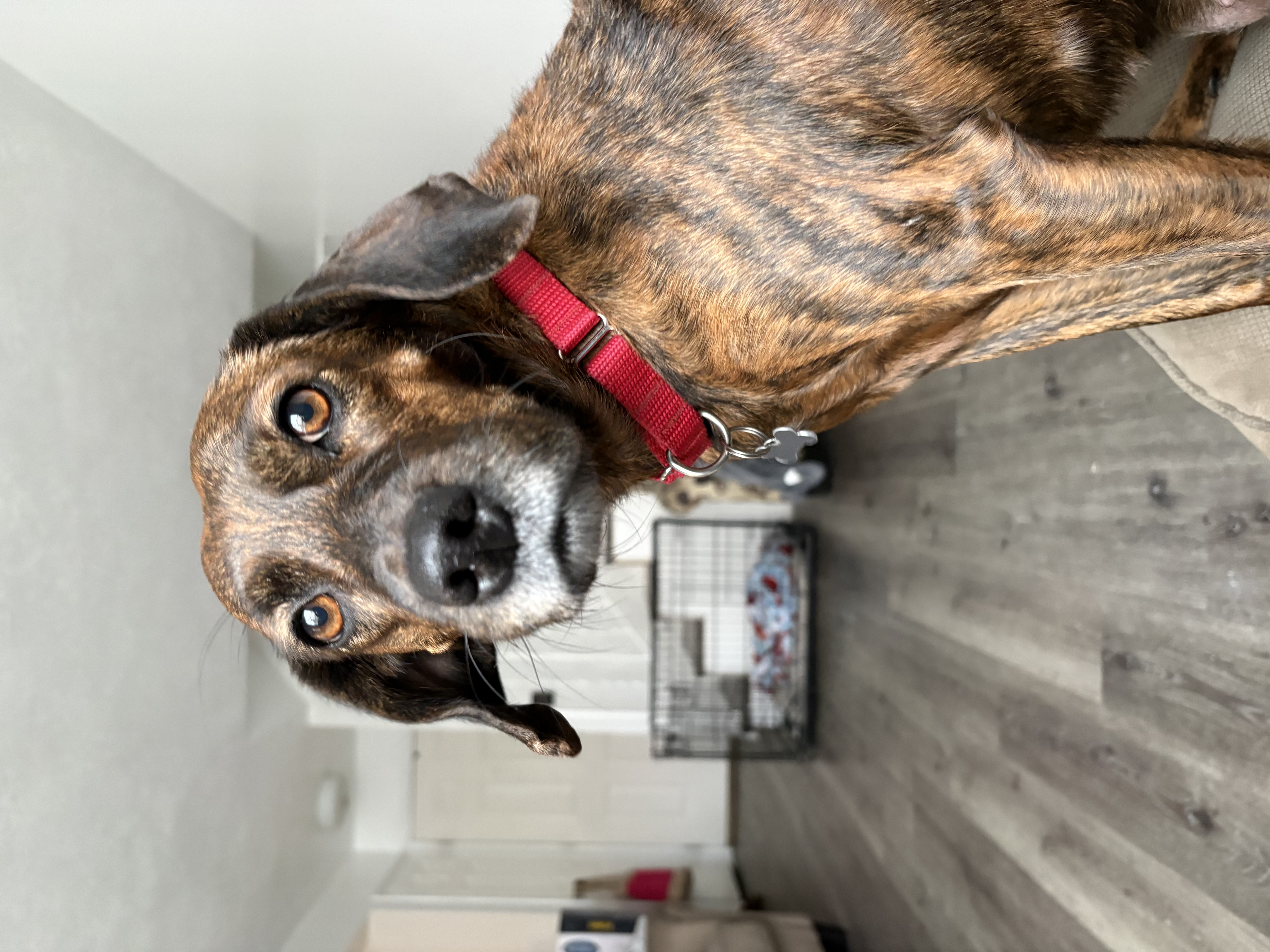 Picture of the Animal Listed