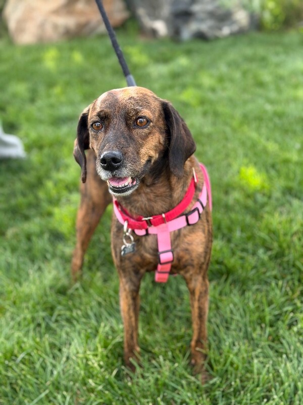 Picture of the Animal Listed