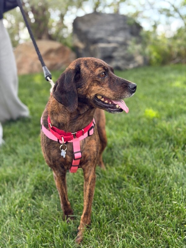 Picture of the Animal Listed