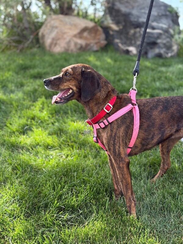 Picture of the Animal Listed