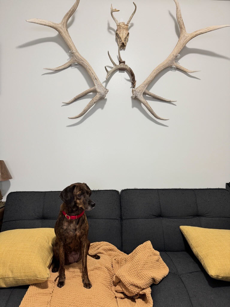 Picture of the Animal Listed