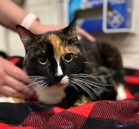 Picture of the Animal Listed