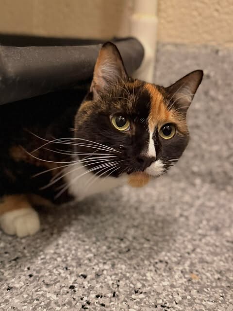 Picture of the Animal Listed