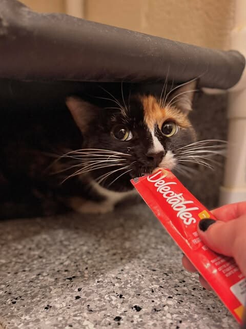 Picture of the Animal Listed